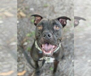 Elliot - Male Mutt Dog for Adoption - Photo #49