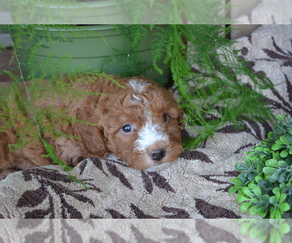 Medium Photo #3 Cavapoo mix (+ Poodle Miniature) Puppy For Sale in GREENWOOD, WI, USA