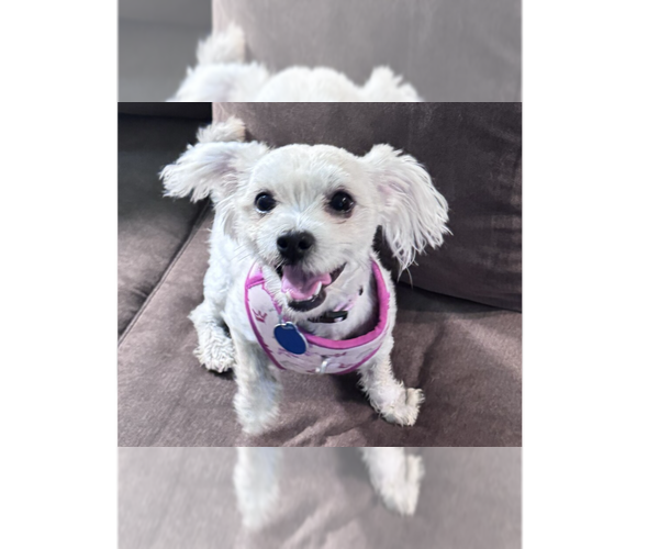Medium Photo #2 Maltese-Unknown Mix Puppy For Sale in Greenbelt, MD, USA