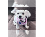 Small #1 Maltese Mix