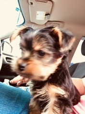 Australian Yorkshire Terrier Puppy for sale in LONDON, KY, USA