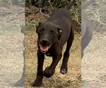Small #20 American Pit Bull Terrier Mix