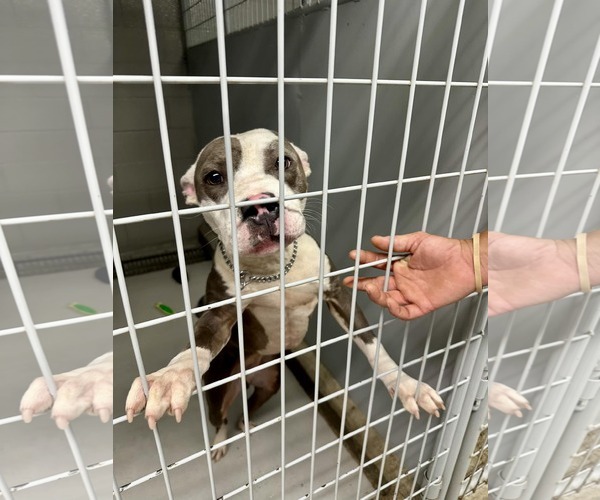 Medium Photo #4 American Pit Bull Terrier-Unknown Mix Puppy For Sale in Thorndale, TX, USA