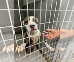 Small #3 American Pit Bull Terrier Mix