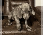Small Photo #4 Weimaraner Puppy For Sale in SPRINGFIELD, OH, USA