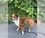 Small #2 Border Collie Mix
