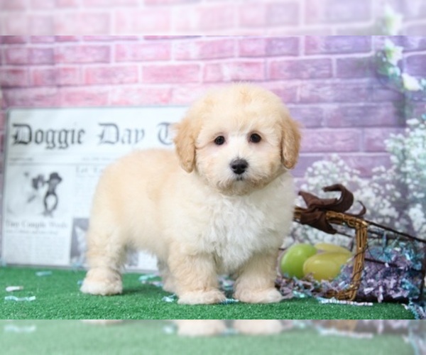 Medium Photo #5 Maltipoo Puppy For Sale in BEL AIR, MD, USA