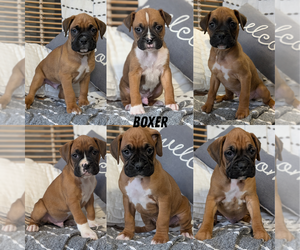 Boxer Litter for sale in GOSHEN, IN, USA