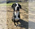 Small Labrador Retriever-Mountain Cur Mix