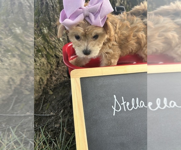 Medium Photo #5 Yo-Chon Puppy For Sale in WEST UNION, OH, USA