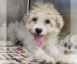 Small Mutt