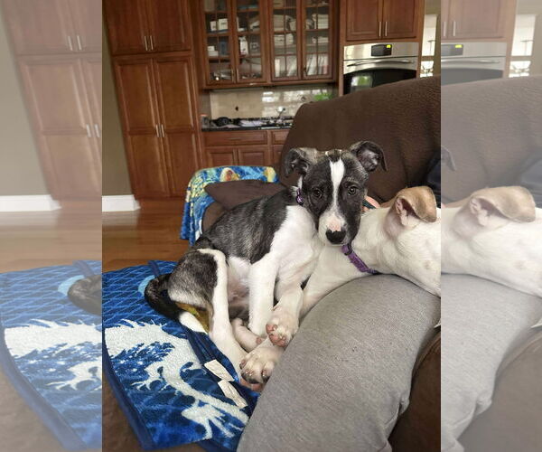 Medium Photo #6 Borador Puppy For Sale in GILBERTS, IL, USA