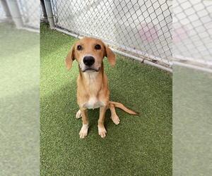 Labrador Retriever-Unknown Mix Dogs for adoption in San Antonio, TX, USA