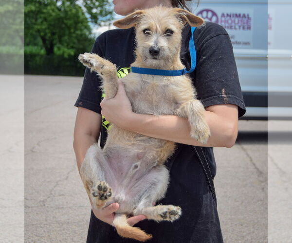 Medium Photo #5 Chiweenie Puppy For Sale in Huntley, IL, USA