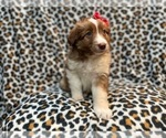 Small #20 Australian Shepherd