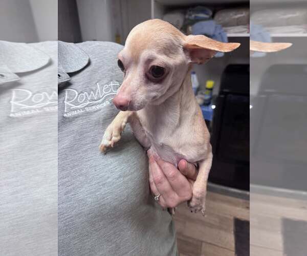 Medium Photo #1 Mutt Puppy For Sale in Rowlett, TX, USA