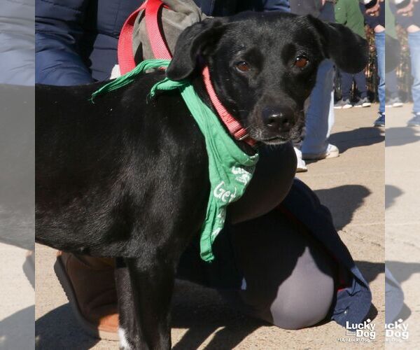 Medium Photo #5 Labrador Retriever-Whippet Mix Puppy For Sale in Washington, DC, USA