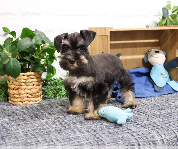 Medium Photo #8 Schnauzer (Miniature) Puppy For Sale in SYRACUSE, IN, USA
