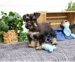 Small #7 Schnauzer (Miniature)