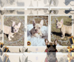 Small Photo #3 French Bulldog Puppy For Sale in ATHENS, GA, USA