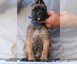 Small Photo #8 Cane Corso Puppy For Sale in MARENGO, IL, USA