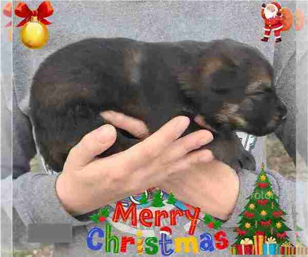 Medium Photo #2 German Shepherd Dog Puppy For Sale in KANSAS CITY, MO, USA