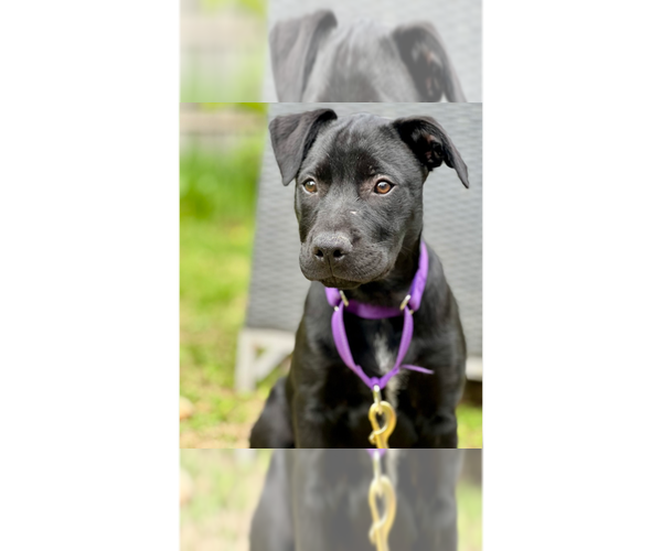Medium Photo #3 Labrador Retriever-Unknown Mix Puppy For Sale in Brewster, NY, USA