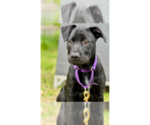 Small #2 Labrador Retriever Mix