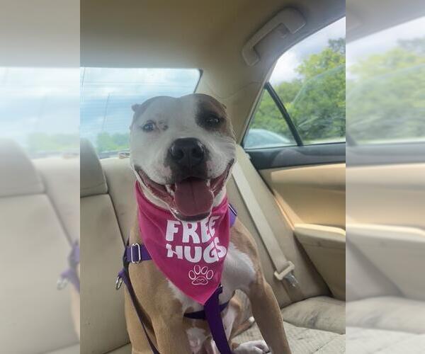 Medium Photo #2 American Pit Bull Terrier-Unknown Mix Puppy For Sale in Louisville, KY, USA