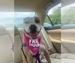 Small #1 American Pit Bull Terrier Mix