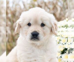 Golden Retriever Puppy for sale in NEWPORT, PA, USA