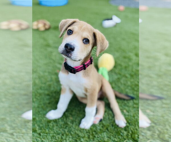 Medium Photo #1 Golden Pyrenees Puppy For Sale in Fort Worth, TX, USA