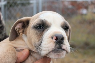 Olde English Bulldogge Puppy for sale in YANTIS, TX, USA