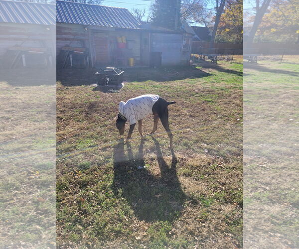 Medium Photo #7 Doberman Pinscher Puppy For Sale in Buffalo, MN, USA