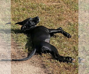 Lila - Female Labrador Retriever-Unknown Mix Dog for Adoption - Photo #4