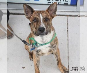 Mutt Dogs for adoption in Washington, DC, USA