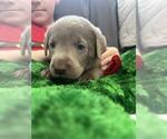 Puppy Elwood Labrador Retriever