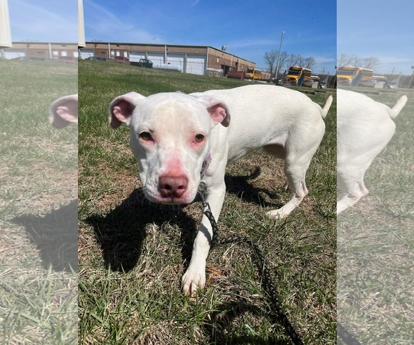 Medium Photo #4 Mutt Puppy For Sale in Rustburg, VA, USA