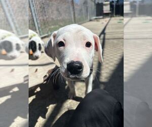 Mutt Dogs for adoption in Elmsford, NY, USA