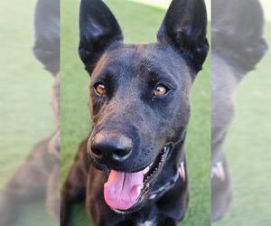 German Shepherd Dog-Unknown Mix Dogs for adoption in Sacramento, CA, USA