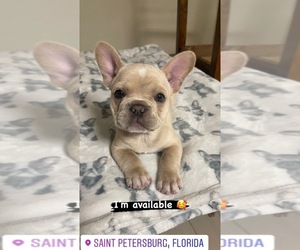 French Bulldog Puppy for sale in SAINT PETERSBURG, FL, USA