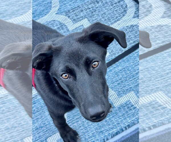 Medium Photo #10 Labrador Retriever-Unknown Mix Puppy For Sale in Wakefield, RI, USA