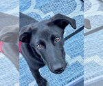 Small #9 Labrador Retriever Mix