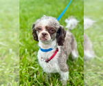 Small #2 Shih-Poo
