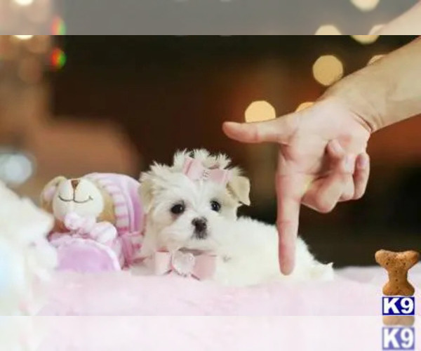 Medium Photo #1 Maltese Puppy For Sale in PEMBROKE PINES, FL, USA