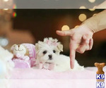 Puppy Puppy 7 Maltese