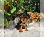 Small #5 Yorkshire Terrier