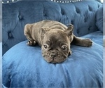 Small Photo #17 French Bulldog Puppy For Sale in GLENDALE, CA, USA