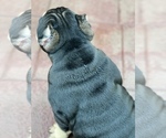 Small Photo #6 American Bully Puppy For Sale in VALLEJO, CA, USA