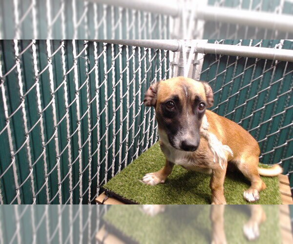 Medium Photo #1 Chihuahua-Unknown Mix Puppy For Sale in Downey, CA, USA